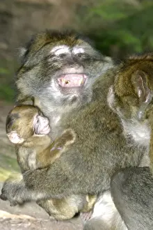 Nervous Prints: Barbary Macaque - Male and baby