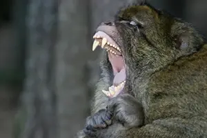 Nervous Prints: Barbary Macaque - Male - intimidation La Montagne des Singes - Kintzheim 67600 - Alsace - France