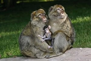 Images Dated 4th July 2008: Barbary Macaque - Two males and a baby