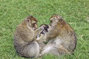Barbary Gallery: Barbary Macaque - Two males and a baby