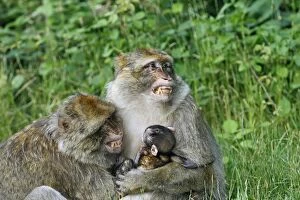 Images Dated 9th July 2008: Barbary Macaque - Two males and a baby