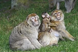 Images Dated 6th July 2008: Barbary Macaque - Two males and a baby