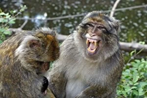 Images Dated 9th July 2008: Barbary Macaque - Two males and a baby