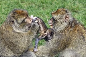 Images Dated 9th July 2008: Barbary macaque - Two males and a baby