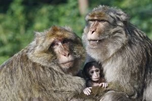 Images Dated 6th July 2008: Barbary Macaque - Two males and a baby