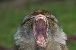 Barbary Macaque - mouth open - posture of intimidation. La Montagne des Singes - Kintzheim - Alsace - France