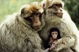 North Africa Prints: Barbary Macaque - Pair of adult macaque males holding new born