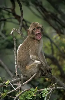 Gibraltar Prints: Barbary Macaque - Sitting in tree with mouth open - Gibralter - IUCN Vulnerable - Remaining three-quarters live