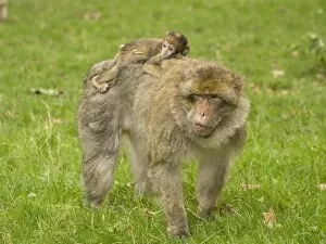 Images Dated 15th August 2008: Barbary Macaque with young on back