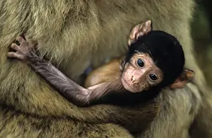 Macaques Prints: Barbary Macaque - Young in adults arms - Gibralter - IUCN Vulnerable - Remaining three-quarters live in the Middle