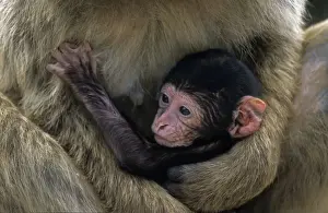Gibraltar Prints: Barbary Macaque - Young in arms of adult - Gibralter - IUCN Vulnerable - Remaining three-quarters live in the Middle