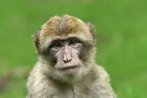 Barbary Macaque - young. La Montagne des Singes - Kintzheim - Alsace - France