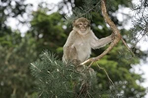 Images Dated 21st May 2004: Barbary Macaque - young. Mountain of Monkeys - Kientzheim - Alsace - France