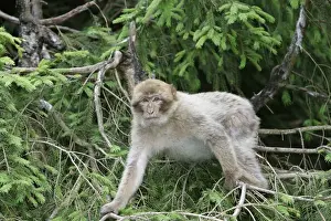 Barbary Macaque - young. Mountain of Monkeys - Kientzheim - Alsace - France