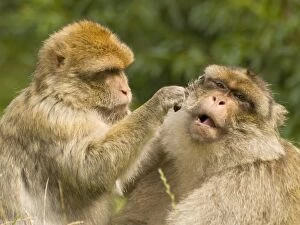 Barbary Gallery: Barbary Macaques - grooming