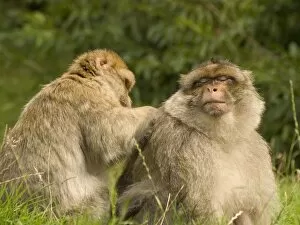 Barbary Macaques grooming