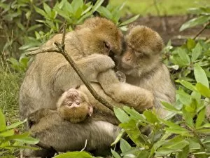 Images Dated 15th August 2008: Barbary Macaques grooming young