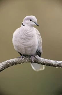 Barbary / Ringed Turle DOVE
