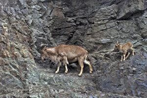 Images Dated 14th April 2008: Barbary Sheep and kid; north Africa