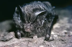 Barbastella Bat PM 92 Barbastella barbastellus © Pat Morris / ARDEA LONDON