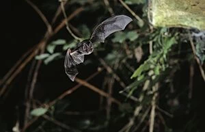 Barbastelle bat In flight in a cave ( old iron mine)