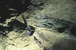 Barbastelle Bat - flying out of cave (old iron mine)