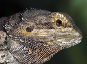 Agama Prints: Barbed Agama- NE Australia