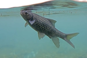 Images Dated 21st February 2006: Barbel - feeding at surface at Mzima Springs, Tsavo West National Park, Kenya