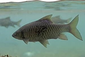 Images Dated 21st February 2006: Barbel - swimming underwater at Mzima Springs, Tsavo West National Park, Kenya