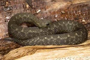 Images Dated 8th March 2010: Barbour's Short Headed Viper