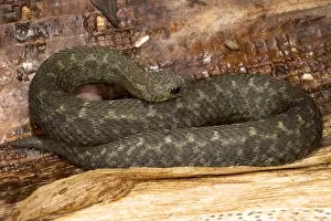 Viper Prints: Barbour's Short Headed Viper - Tanzania - Africa