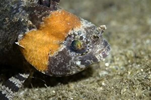 Images Dated 24th December 2006: Barchin Scorpionfish on black sand