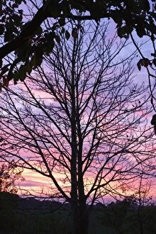 Bare Gallery: Bare branches of Chestnut Tree and sunset, Norfolk UK