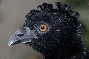 Images Dated 6th April 2010: Bare-Faced Curassow