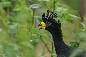 Faced Gallery: Bare-faced Curassow, Pantanal Wetlands, Mato Grosso, Brazil