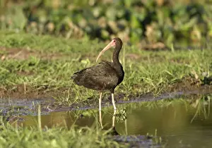 Ibises Prints: Bare faced Ibis