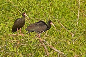 Faced Gallery: Bare-faced Ibis couple perched on a bush Pantanal
