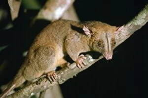 Bare-tailed Woolly Opossum - at night night in rainforest