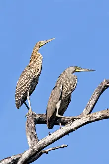 Mexico Prints: Bare-throated Tiger Heron. Adult on right and immature on left. San Blas, Mexico in March