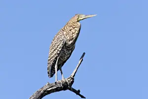 Bare-throated Tiger Heron. Immature. San Blas, Mexico in March