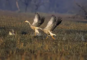 Bar Headed Prints: Barheaded Goose taking-off, Keoladeo National Park, India