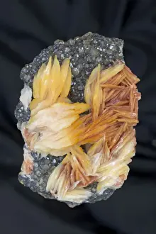North Africa Prints: Barite (BaS04) on Cerrusite - Mibladen - Morocco - Barite (orange) is the major ore of barium (barium sulfate)