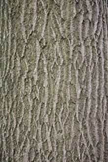 Bark of Common ash