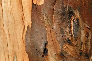 Burnt Prints: Detail of bark on Gum tree after bush fire JLR 28 Davies plain - Alpine National Park North East Victoria