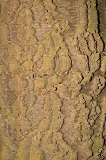 Plant Textures Collection: Bark of Monkey Puzzle tree - Worcestershire UK