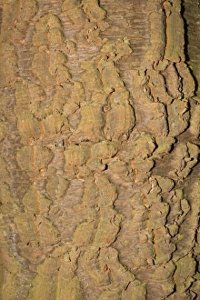 Plant Textures Collection: Bark of Monkey Puzzle tree - Worcestershire UK