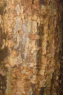 Worcestershire Prints: Bark of Paperback maple Acer griseum Worcetsershire UK