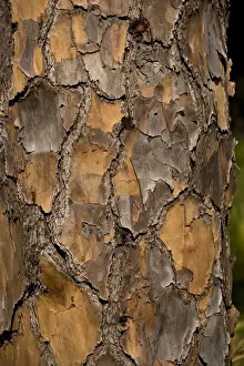 Gymnosperm Prints: Bark of slash pine