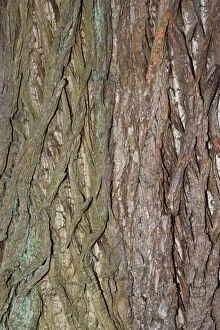 Plant Textures Collection: Bark of Sweet chestnut - Worcestershire UK