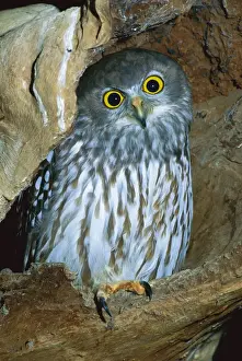 Barking Owl - Australia, northern Moluccas to New Guinea, Australia except desert areas & Tasmania JPF33865